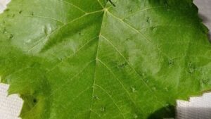 Read more about the article NIJE  PEPELNICA NI PLAMENJAČA. Ove zelene kvržice na listu vinove loze mnoge zabrinu, a evo šta ih izaziva