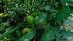 Read more about the article PARADAJZ JE IZBUŠEN I POČINJE DA TRULI? Najverovatnije je napala pamukova sovica