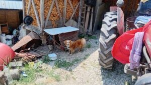 Read more about the article Život od bašte. Kako izgleda jedan običan dan čoveka koji je rešio da sam sebi proizvodi hranu?