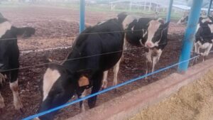 Read more about the article Mlečnost krava leti naglo opada! Zašto farmeri  kasno primete prvi znak problema?