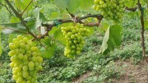 Read more about the article GRINJA KOJA MOŽE DA UNIŠTO CEO ROD VINOVE LOZE. Kako da na vreme prepoznate grinje na vinovoj lozi i zaštitite čokot?