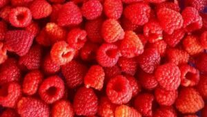 Read more about the article PROFESIONALNA PROIZVODNJA MALINE POČINJE OD DOBROG SADNOG MATERIJALA. Zašto sve više proizvođača bira sertifikovane sadnice maline?