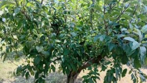 Read more about the article Ne berite jabuke napamet. Evo kako se proverava da li su spremne za berbu