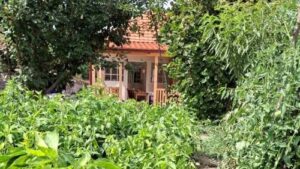 Read more about the article Šta ljudi najčešće pogreše kad sade povrće prvi put