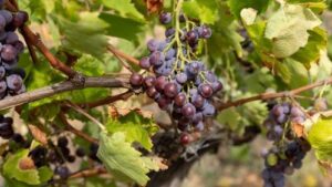 Read more about the article Berba grožđa je u toku. Ovo obavezno proverite pre berbe!