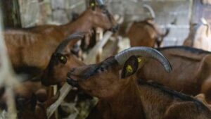 Read more about the article Kako hraniti koze kada nestane paše?