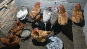 Read more about the article Domaća jaja. Od čega zaista zavisi boja žumanca?