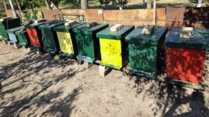 Read more about the article Da li pčelama treba prihrana u septembru? Evo kada i zašto