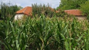 Read more about the article Kukuruzni moljac napada kukuruz! Ako vidite leptiriće kod skidanja kukurza, reagujte odmah