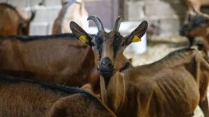 Read more about the article DA LI KOZAMA TREBA DAVATI ŽITARICE?