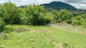 Read more about the article Svi ovo rade u svojoj bašti, a stručnjaci kažu, prestanite odmah!