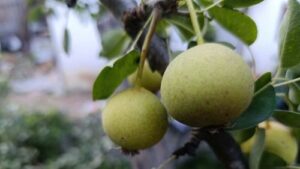 Read more about the article ZABORAVLJENA SORTA KRUŠKE. LUBENIČARKA KOJA OPIJA UKUSOM