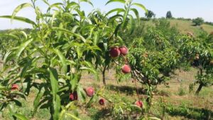 Read more about the article Ne kupujte sadnice dok ne proverite OVO! Greška se skupo plaća!